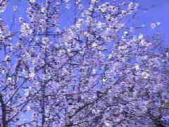 Mandelbaumblüte
