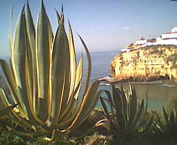 Carvoeiro