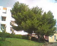 Pinien