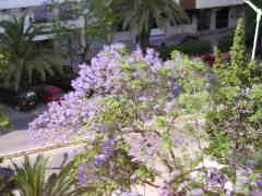 Blühender Jacarandabaum in der Innenstadt von Faro