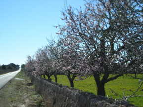 Mandelbaumbl&uuml;te