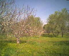 und dahinter Natur pur