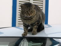 .. miau und tschüss lieber Touri