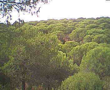 Ein Wald von Pinien